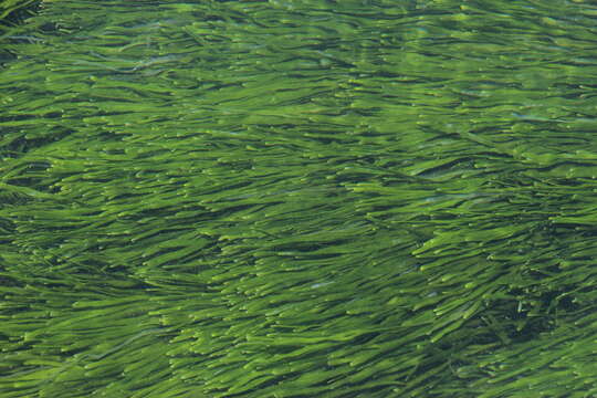 Image of Caulerpa filiformis