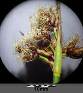 Image of lakeshore bulrush