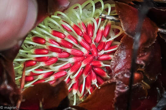 Image of Protea cordata Thunb.