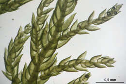 Image of tamarisk thuidium moss