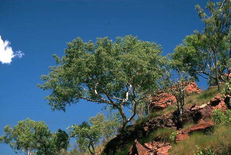 Image of Corymbia aspera (F. Müll.) K. D. Hill & L. A. S. Johnson