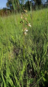 Imagem de Epipactis palustris (L.) Crantz