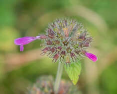 Image of wild basil