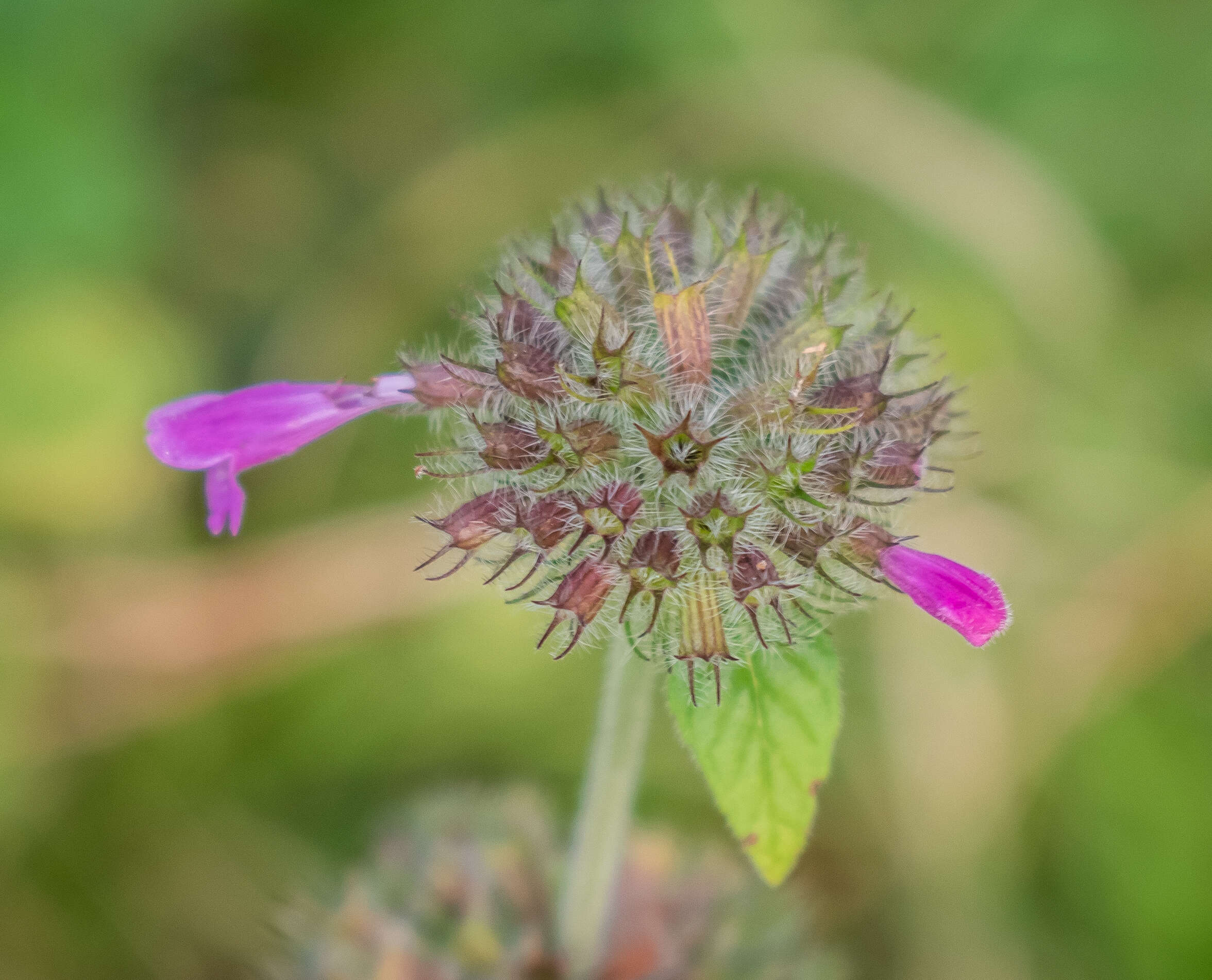 Image of wild basil