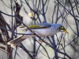 Image of Yellow-throated Miner