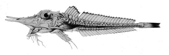 Image of Scalicus