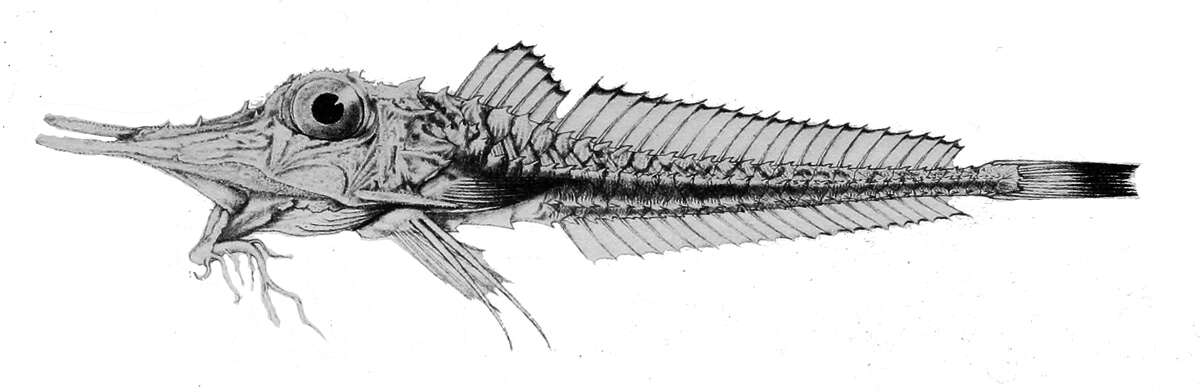 Image of Scalicus