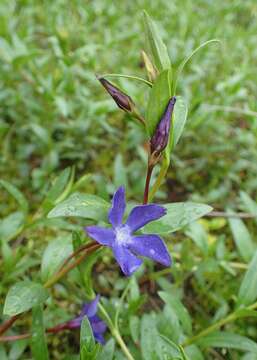 Image of herbaceous periwinkle