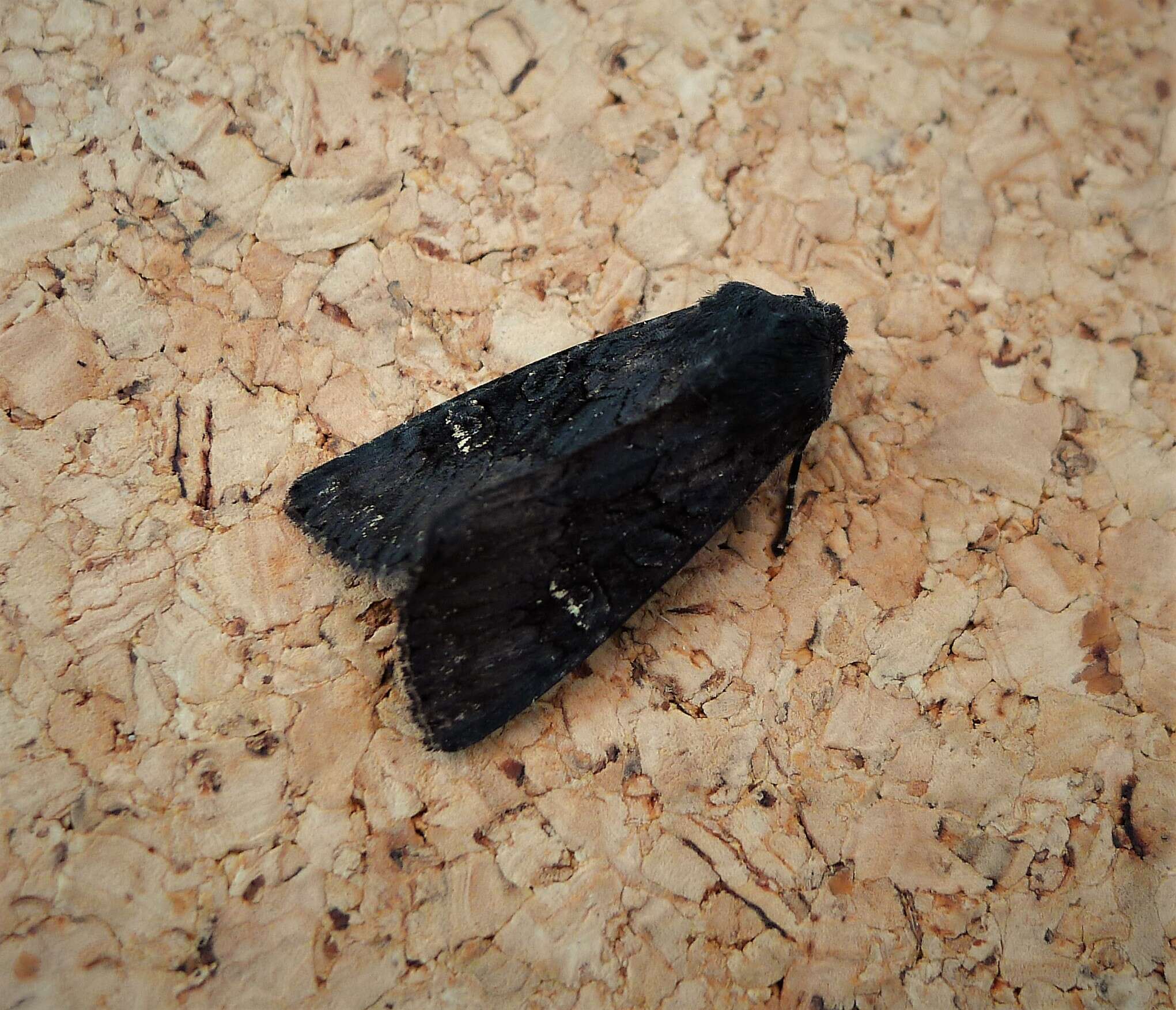 Image of black rustic