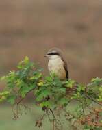 Image of Brown Shrike