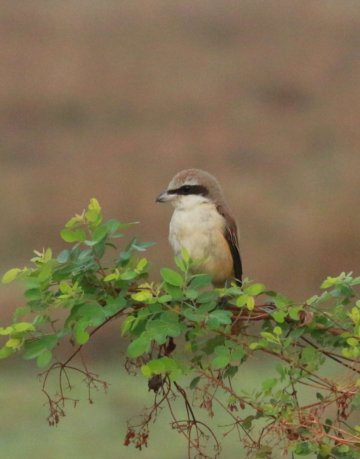 Image of Brown Shrike