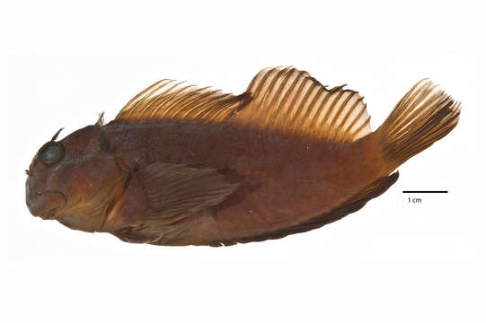 Image of Gilbert&#39;s blenny