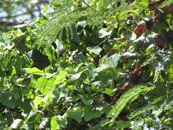 صورة Aristolochia elegans Mast.