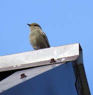 Image of Black Redstart