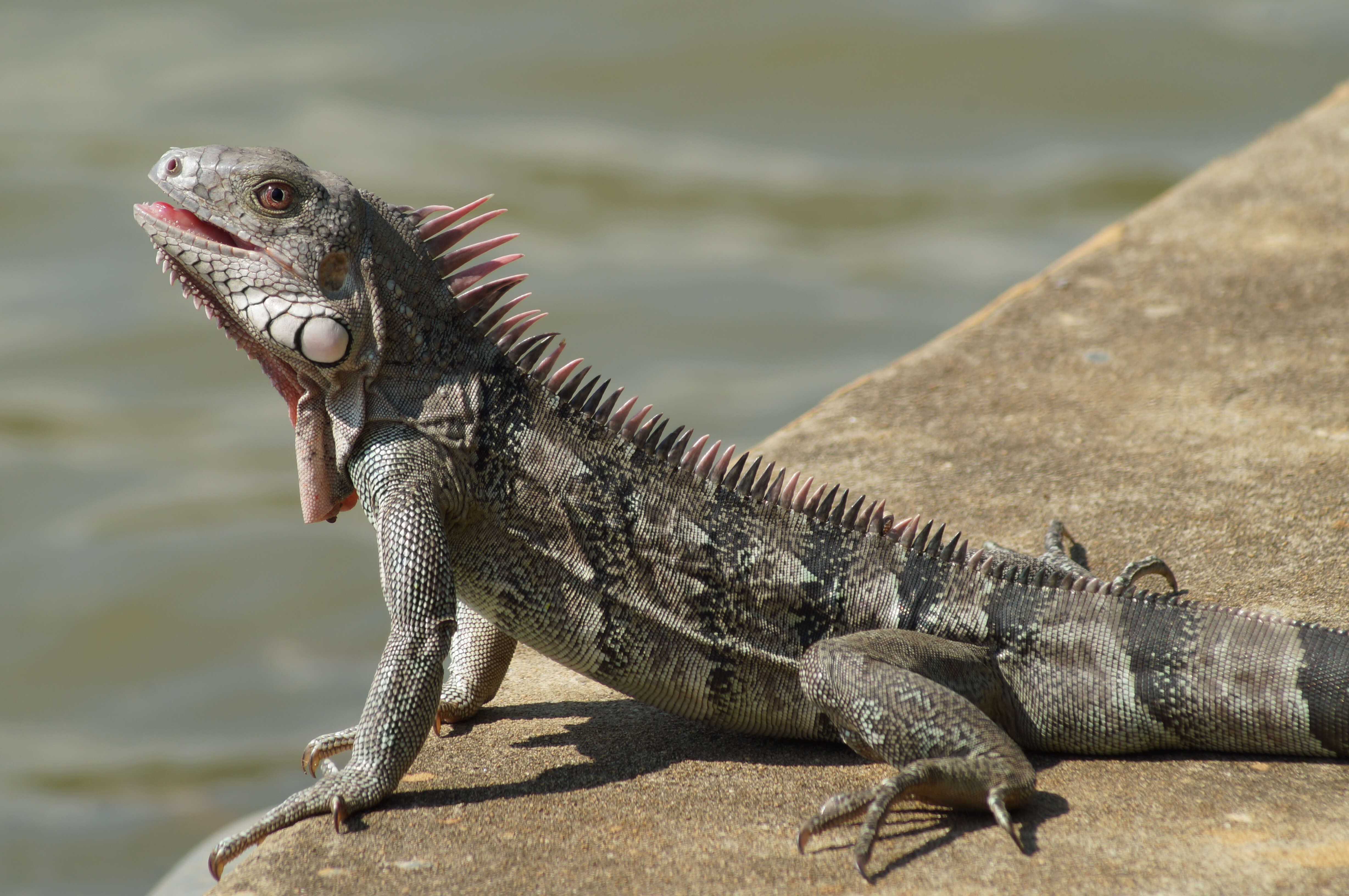 Image of Green iguana