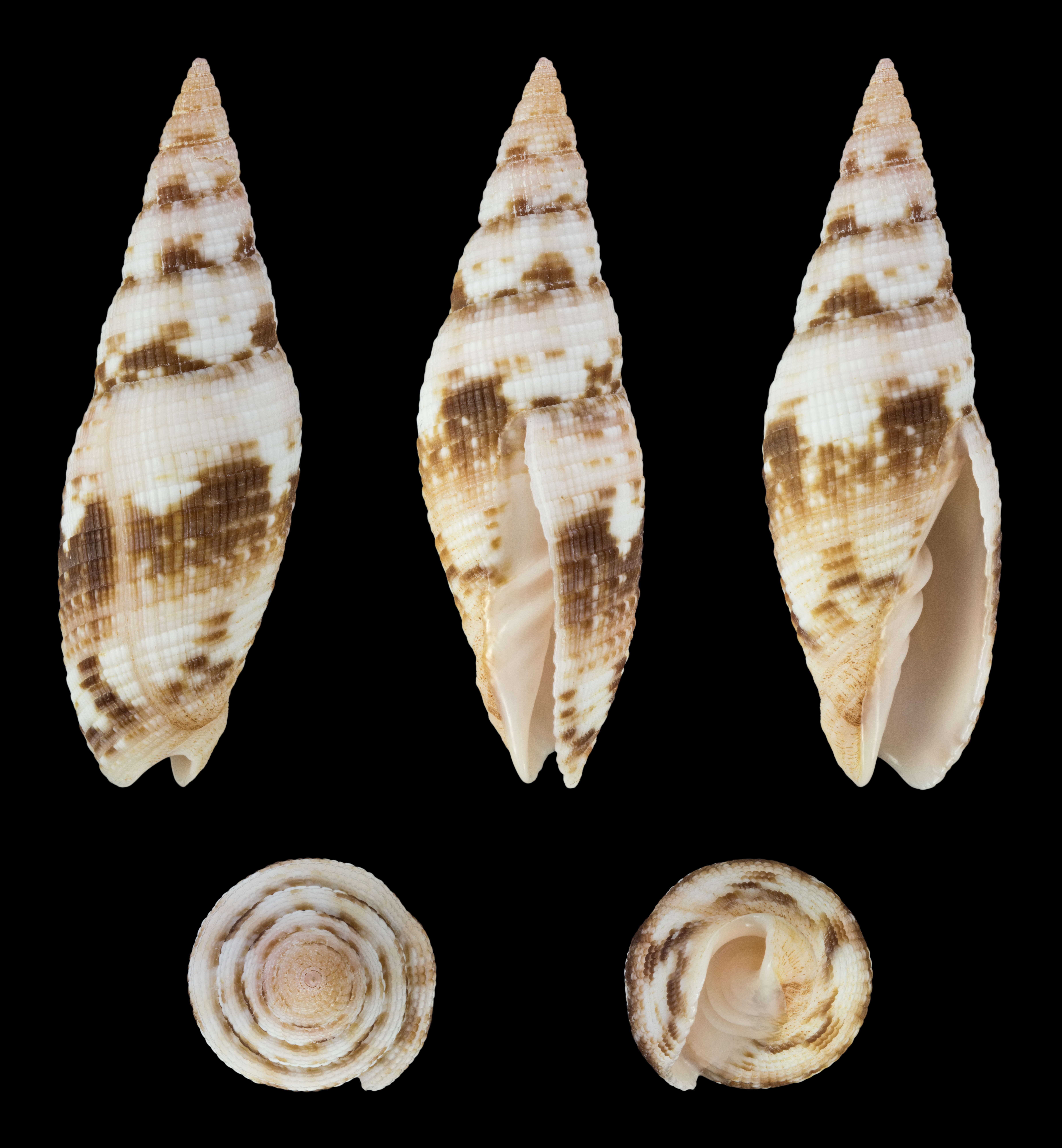 Image of Neocancilla maculosa (Gmelin 1791)