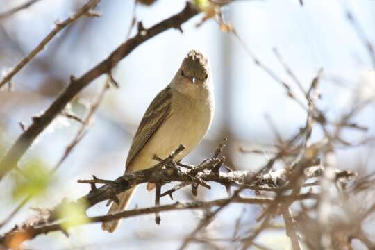 Image of Northern Beardless Tyrannulet