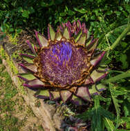 Image of cardoon