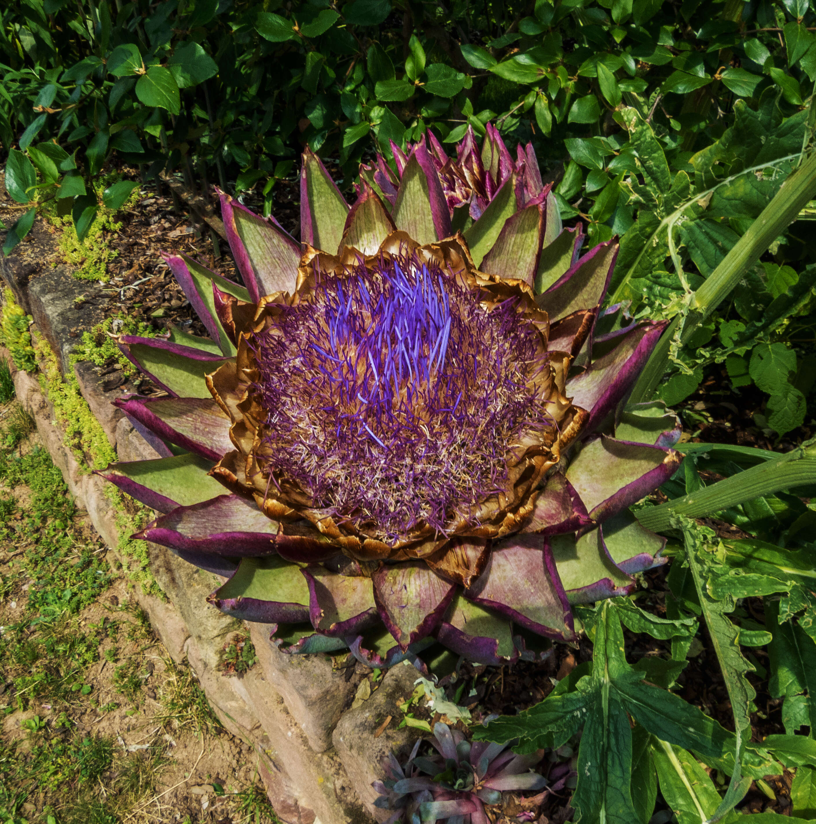 Image of cardoon