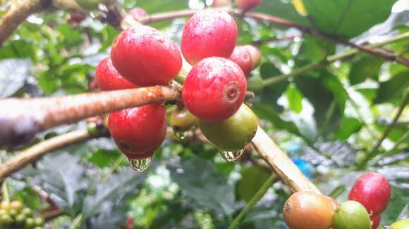 Image of Arabian coffee