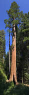 Sequoiadendron resmi