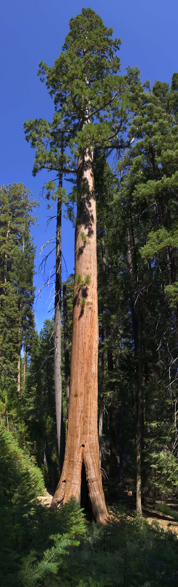 Sequoiadendron resmi