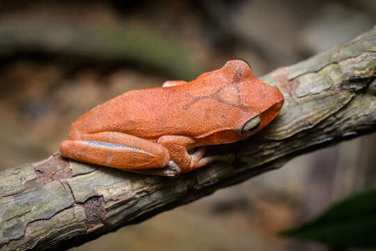 Image of Hong Kong Whipping Frog