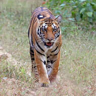 Image of Tiger