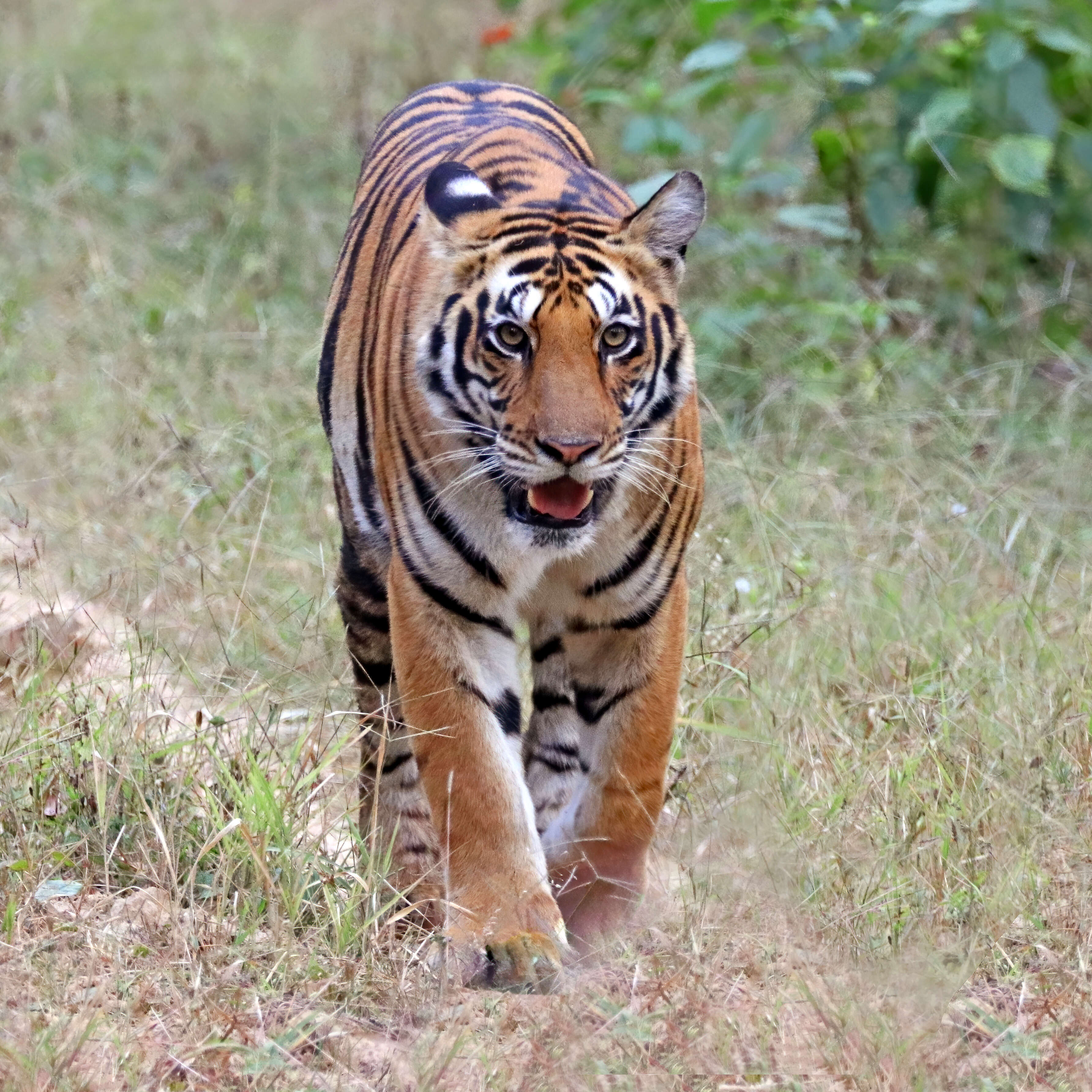 Image of Tiger