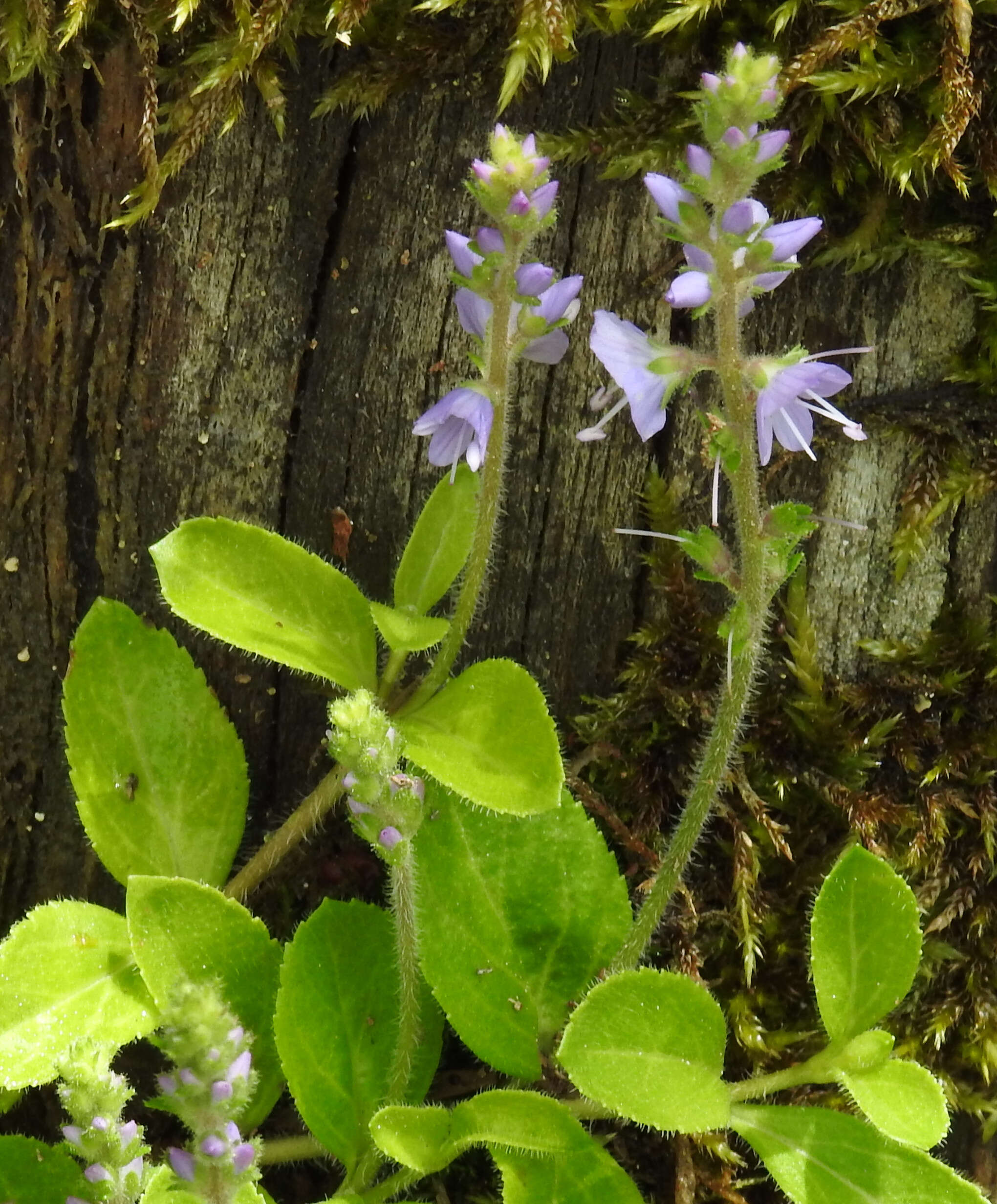 Image of Health Speedwell