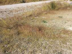 Image of puffsheath dropseed