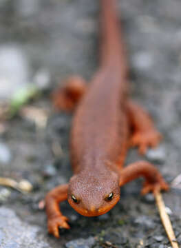 Image of Rough-skinned Newt