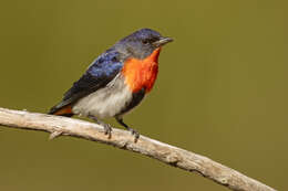 Image of Mistletoebird