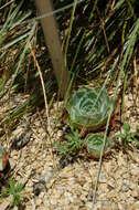 Image of hens and chicks