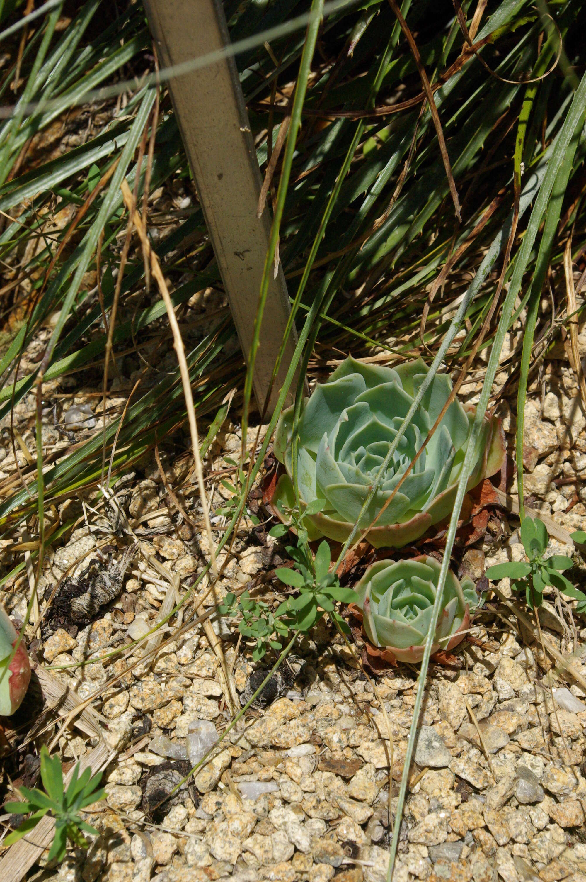 Image of hens and chicks