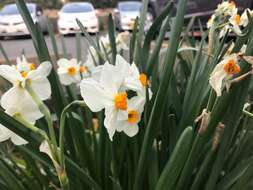 Image of cream narcissus