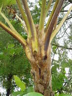 Image of Lacy Tree Fern