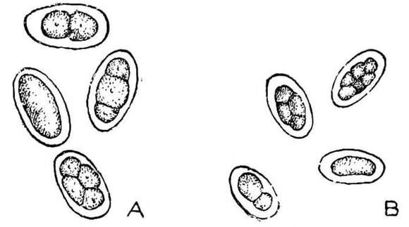 Image of Ancylostoma duodenale