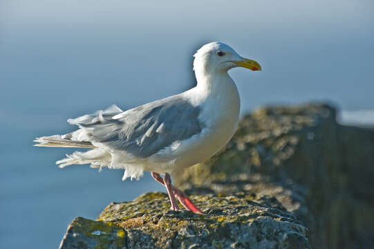 Image of Glaucous-winged Gull