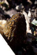 Image of Morchella importuna M. Kuo, O'Donnell & T. J. Volk 2012