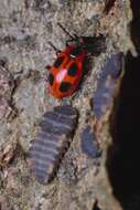 Image of False Ladybird