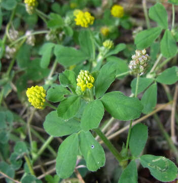 Image of black medick