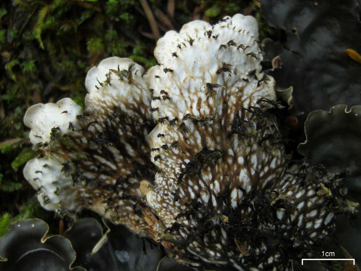 Image of Flat-fruited pelt;   Horizontal felt lichen