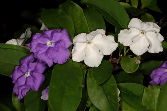 Image of Brazil raintree