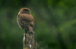 Image of Eurasian Pygmy Owl