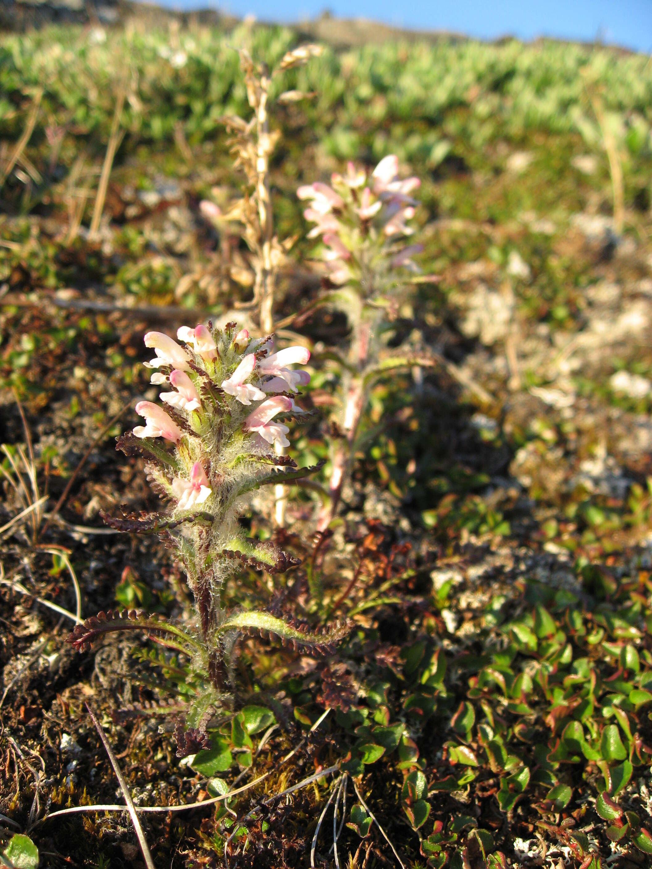 Image of hairy lousewort