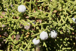 Image of Bigberry Juniper