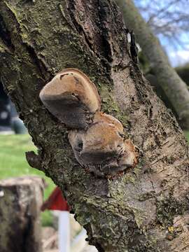 Image of Phellinus pomaceus (Pers.) Maire 1933