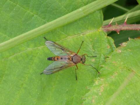 Image of Marsh Snipe fly