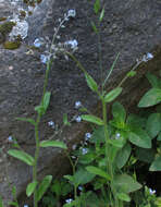 Image of field forget-me-not